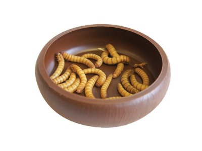 Mealworm dish - miska