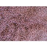 SFB Ultra Color Gran - 50g