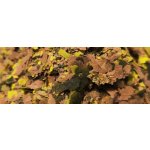 SFB PowerMIX - 50g