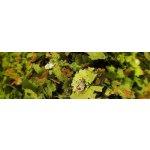 SFB SpiruExtraMIX - 50g