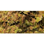 SFB TropiMIX - 50g