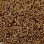 Gammarus 5 litrov
