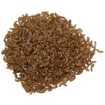 Gammarus 5 litrov