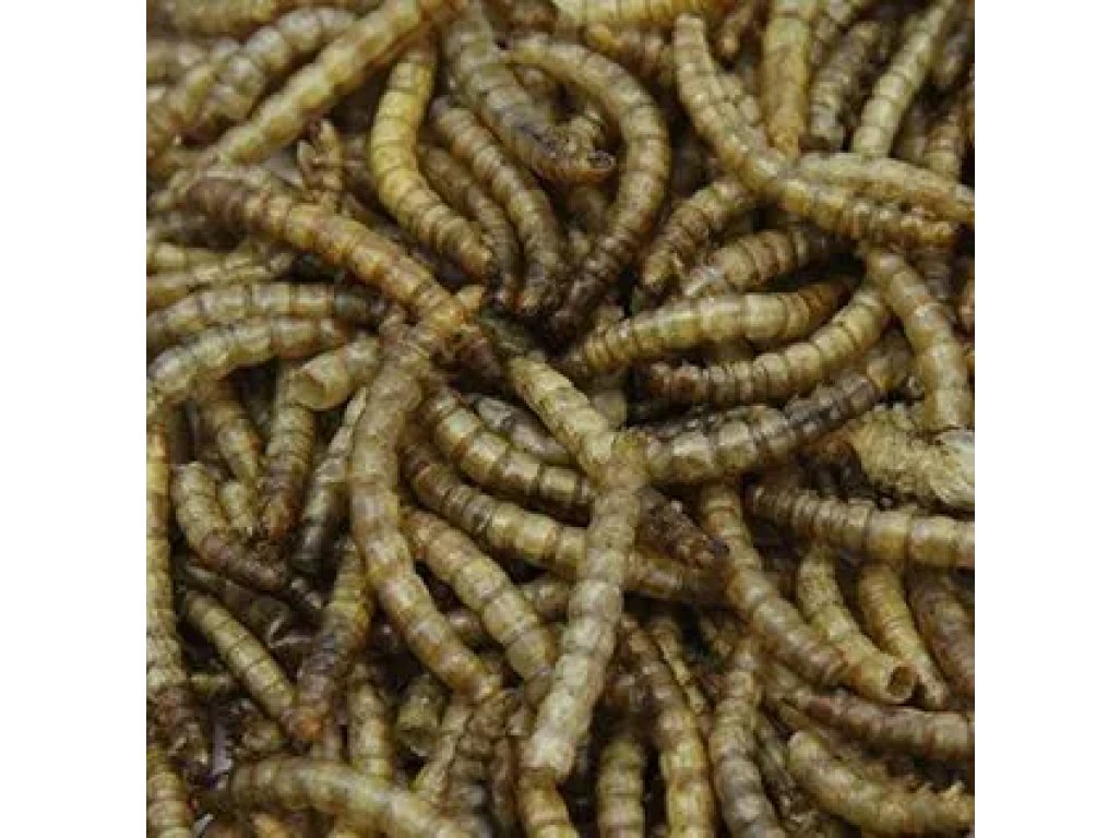Múčne červy 2,5 litra