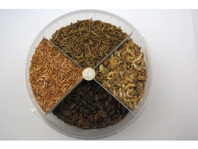 KOI Party MIX 5 litrov